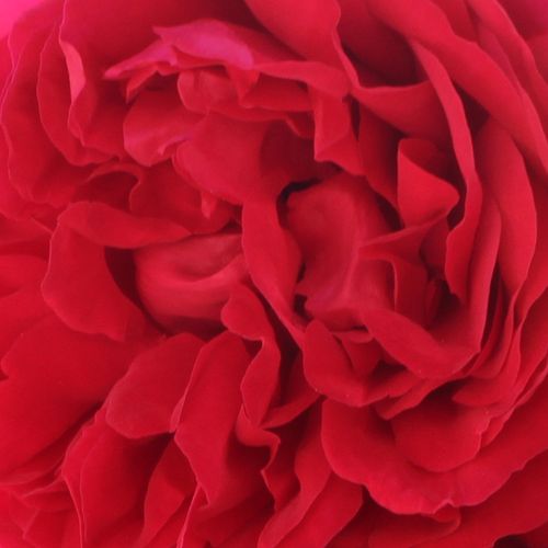 Rosa Florentina ® - rosa de fragancia discreta - Árbol de Rosas Floribunda - rosal de pie alto - rojo - W. Kordes & Sons- froma de corona llorona - Rosal de árbol con multitud de flores que se abren en grupos no muy densos.